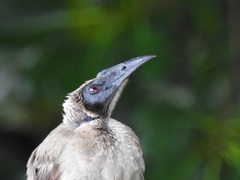 Philemon buceroides yorki