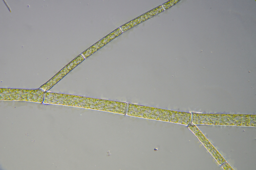 Cladophora vadorum