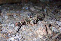 Synchiropus ocellatus