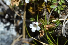 Euphrasia petriei