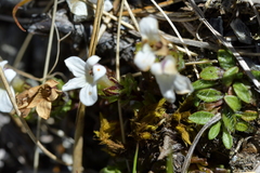 Euphrasia petriei