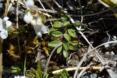 Euphrasia petriei
