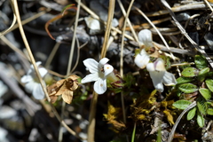 Euphrasia petriei