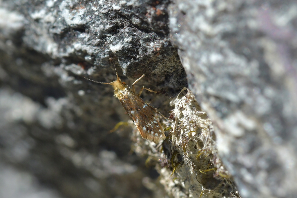 Sabatinca chrysargyra