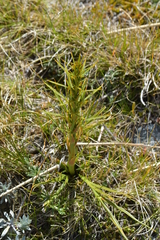 Aciphylla crenulata