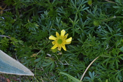 Ranunculus sericophyllus