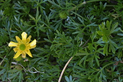 Ranunculus sericophyllus