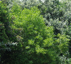Cestrum laevigatum