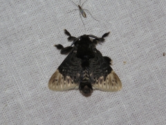 Podalia thanatos