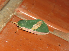 Moresa costalis