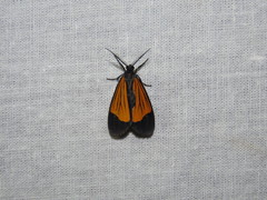 Dioptinae