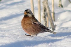 Leucosticte tephrocotis littoralis