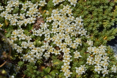 Kelleria croizatii