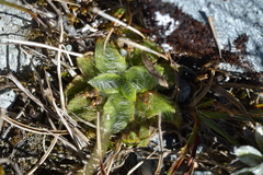 Plantago lanigera