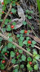 Nertera dichondrifolia