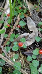 Nertera dichondrifolia