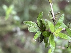 Coprosma obconica