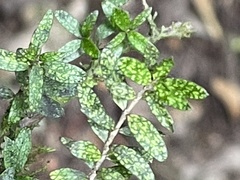 Coprosma obconica
