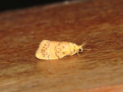 Barsinella mirabilis