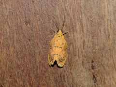 Barsinella mirabilis