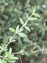 Coprosma obconica