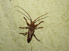 Rhaphiptera