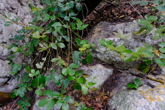 Rhoicissus rhomboidea