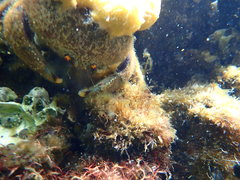 Austrodromidia octodentata