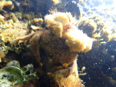 Austrodromidia octodentata