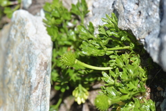 Ranunculus sericophyllus