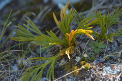 Aciphylla divisa