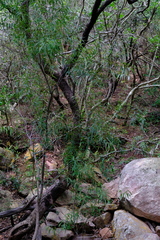 Salix mucronata woodii