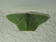 Thalassodes dorsilinea