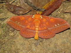 Procitheronia principalis