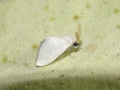 Trosiinae