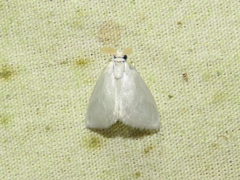 Trosiinae