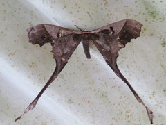 Copiopteryx sonthonnaxi
