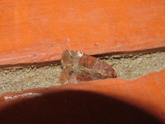 Hampsonodes