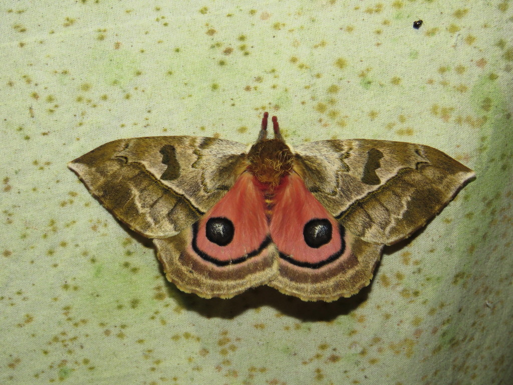 Automerella winbrechlini