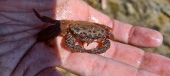Nectocarcinus tuberculosus