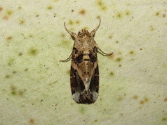 Spodoptera androgea