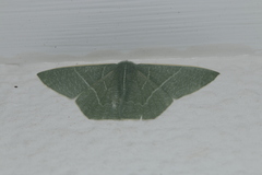 Thalassodes dorsilinea