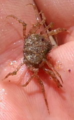 Amarinus laevis