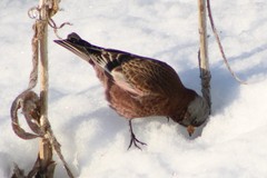 Leucosticte tephrocotis littoralis