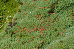 Kelleria croizatii