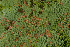 Kelleria croizatii
