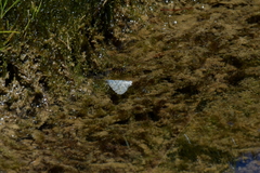 Asaphodes omichlias