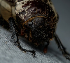 Dermolepida albohirtum