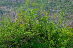 Artabotrys brachypetalus