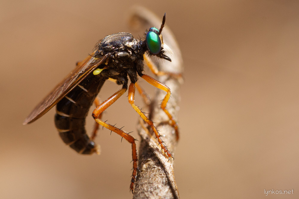 Saropogon luctuosus